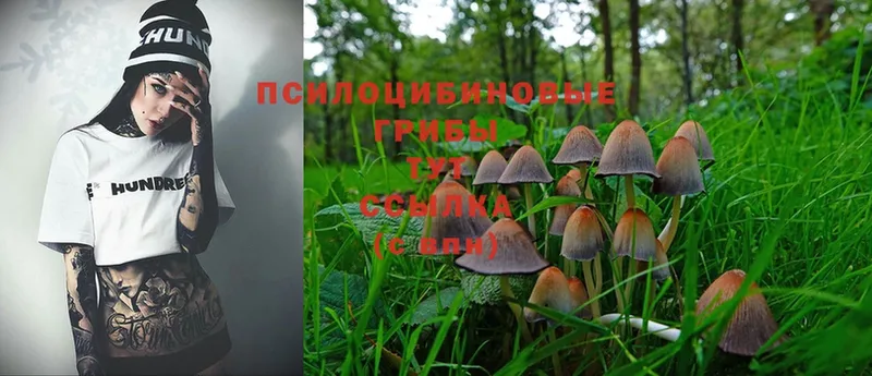 Галлюциногенные грибы Cubensis  Дмитриев 